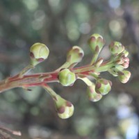 Couroupita guianensis Aubl.